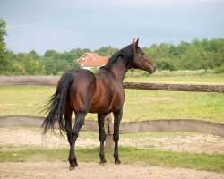 stallion Feragamo (DE) (German trotters, 1999, from Bosphorus K-0260 (US))