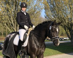 dressage horse Landino V (Rhinelander, 2011, from Lugato)