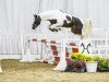 stallion Chippendale (German Riding Pony, 2012, from Caspar's Quick Star)