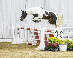 stallion Chippendale (German Riding Pony, 2012, from Caspar's Quick Star)