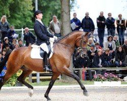 dressage horse Dandolo 41 (Hanoverian, 2004, from Don Vino)