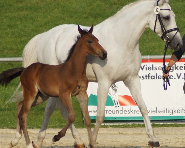 broodmare Coco Classic S (Westphalian, 2004, from Cornet Obolensky)