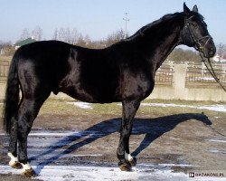 stallion Graf Stepp (Hanoverian, 1993, from Graf Grannus)