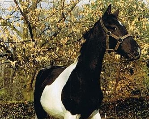 Deckhengst Adonis (Pinto/Kleines Reitpferd, 1991, von Omen xx)