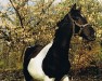 stallion Adonis (Pinto / Small Riding Horse, 1991, from Omen xx)