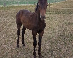 dressage horse Weggefährtin (German Warmblood, 2018, from Freiherr von Stein)