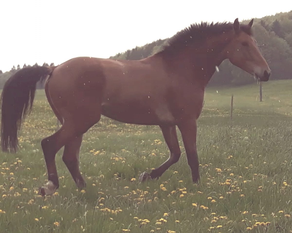 jumper Arobaze du Paradis (Selle Français, 2010, from Calvaro Z)