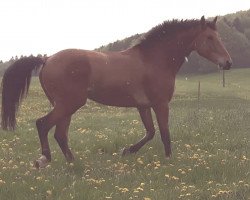 Springpferd Arobaze du Paradis (Selle Français, 2010, von Calvaro Z)