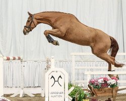 jumper Velluto Rosso (Hanoverian, 2009, from Valentino)