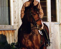 dressage horse Carla P (Oldenburg, 2000, from Coriolan)