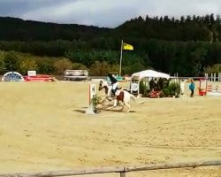 dressage horse Sir Brady (Tinker / Irish Cob / Gypsy Vanner, 2011)