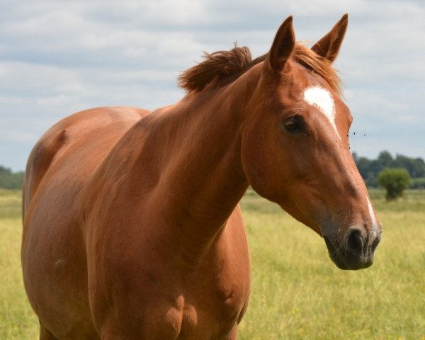 broodmare Borghese Tame (Selle Français, 2011, from Panama Tame)
