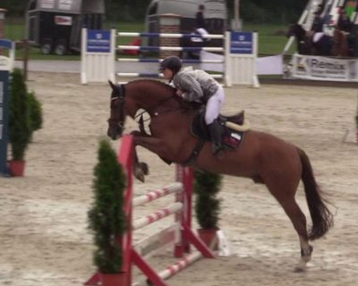 stallion Milan 7 (Hanoverian, 2013, from Perigueux)