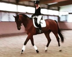 dressage horse Cincinatti 18 (Oldenburg show jumper, 2008, from Captain Fire)