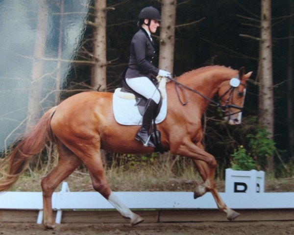 dressage horse Go lightly 3 (Holsteiner, 2014, from Dolany)