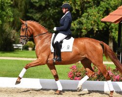 dressage horse Feine Schufro (Hanoverian, 2012, from Foundation 2)