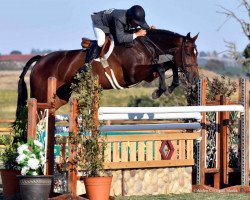 broodmare Carinja 14 (Oldenburg show jumper, 2007, from Cartogran)