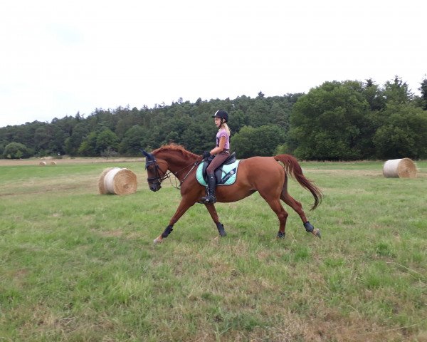 dressage horse Liberty's Beauty (Hessian Warmblood, 2005, from Richard Löwenherz)