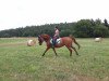 dressage horse Liberty's Beauty (Hessian Warmblood, 2005, from Richard Löwenherz)