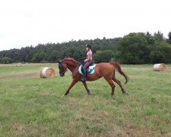 dressage horse Liberty's Beauty (Hessian Warmblood, 2005, from Richard Löwenherz)