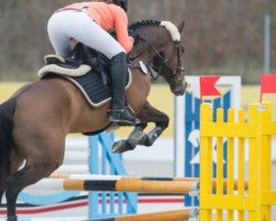 jumper Timms Montelino (German Riding Pony, 2006, from Grenzhoes Montgomery)