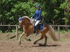 stallion Amarin vom Eulental (Haflinger, 2013, from Amecello)