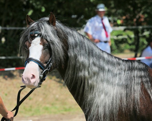 stallion De Meene's Aron (Welsh-Pony (Section B), 2010, from Henshof Rafael)
