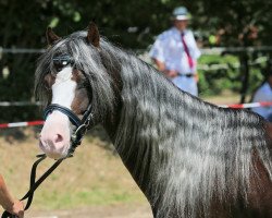 Deckhengst De Meene's Aron (Welsh Pony (Sek.B), 2010, von Henshof Rafael)