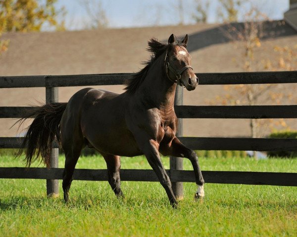 stallion Paynter xx (Thoroughbred, 2009, from Awesome Again xx)