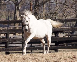 stallion Monarchos xx (Thoroughbred, 1998, from Marias Mon xx)