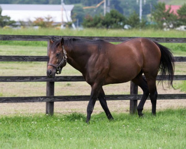 Deckhengst Majestic Warrior xx (Englisches Vollblut, 2005, von A. P. Indy xx)