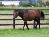 stallion Majestic Warrior xx (Thoroughbred, 2005, from A. P. Indy xx)