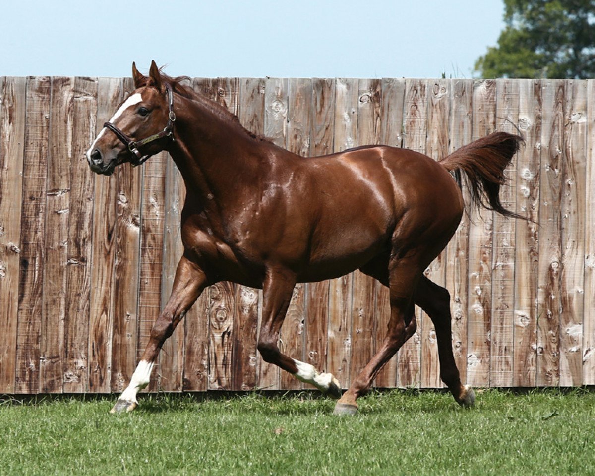 Deckhengst Lope De Vega xx (Englisches Vollblut, 2007, von Shamardal xx)