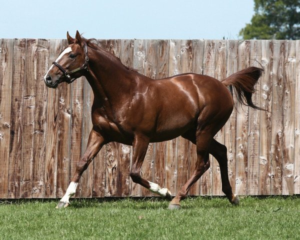 stallion Lope De Vega xx (Thoroughbred, 2007, from Shamardal xx)