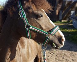 broodmare Melody 185 (New Forest Pony, 2010, from Donnatello D.J.)