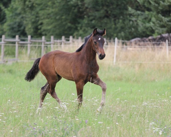 dressage horse Libertas G (Hanoverian, 2018, from Libertad FRH)