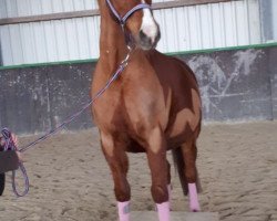 Pferd Noble Boy B (Deutsches Reitpony, 1998, von Nantano)