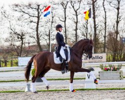 dressage horse Dolce Vita (Hanoverian, 2011, from Dannebrog)