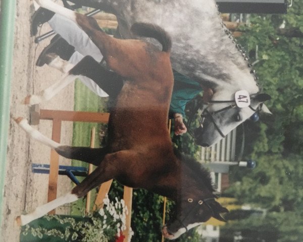 horse Erf-Momo (German Riding Pony, 2001, from Mentos)