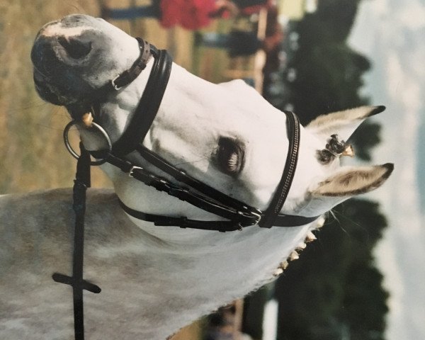 horse Erf-Karolan (German Riding Pony, 1994, from Kavalier)