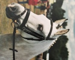 horse Erf-Karolan (German Riding Pony, 1994, from Kavalier)