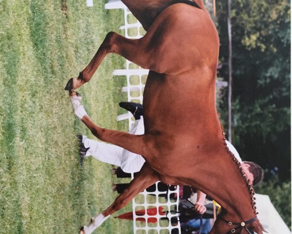 Zuchtstute Seven Mountain Nantana (Deutsches Reitpony, 1995, von Seven Mountain Natan)