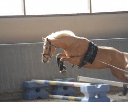 broodmare Erf-Delilah (German Riding Pony, 2011, from Arts-Dancer-Boy)