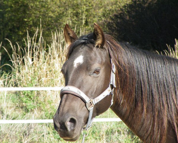 horse Poco Reveries Lena (Quarter Horse, 2009, from Doc's Okie Lena)