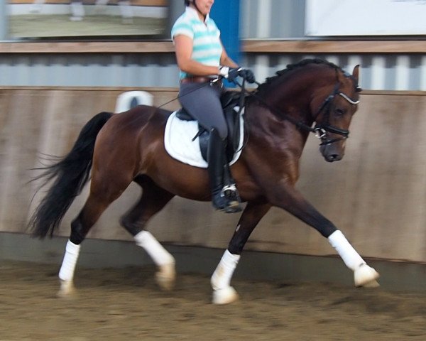 dressage horse Don Dancier (German Riding Pony, 2015, from Davenport II)