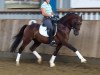 dressage horse Don Dancier (German Riding Pony, 2015, from Davenport II)