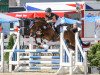 jumper Steendieks Dawina (German Riding Pony, 2011, from Donnerschall)