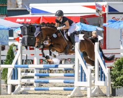 jumper Steendieks Dawina (German Riding Pony, 2011, from Donnerschall)