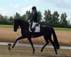 dressage horse Fleur d'Amour 13 (Hanoverian, 2015, from Fürsten-Look)