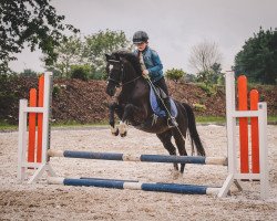 dressage horse Kleiner Muck (German Riding Pony, 2011, from Kennedy WE)